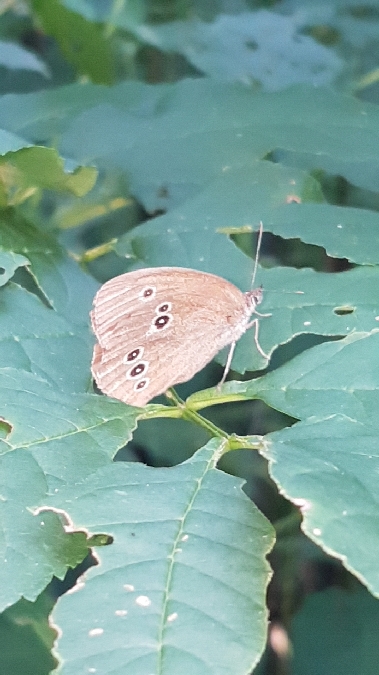 Tristan  - Melchior Viallet