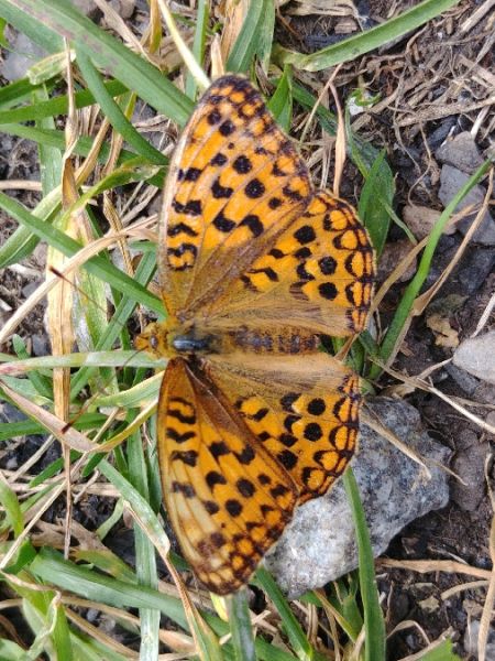 High Brown Fritillary 