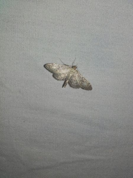 Anania lancealis  - Sylvain Lethuillier