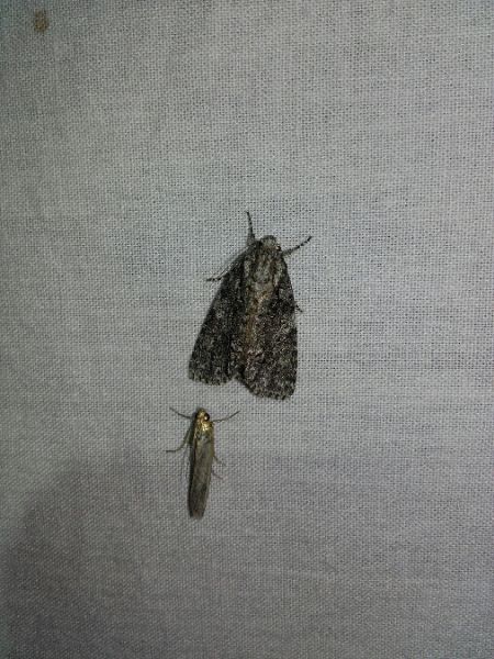 Noctuelle de la patience  - Sylvain Lethuillier