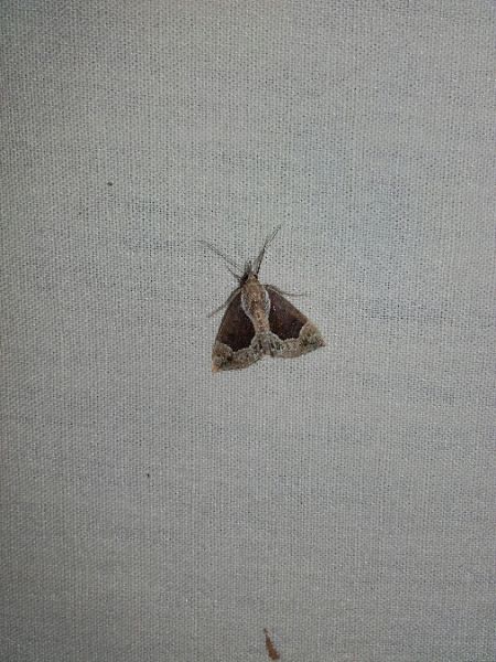 Hypena crassalis  - Sylvain Lethuillier