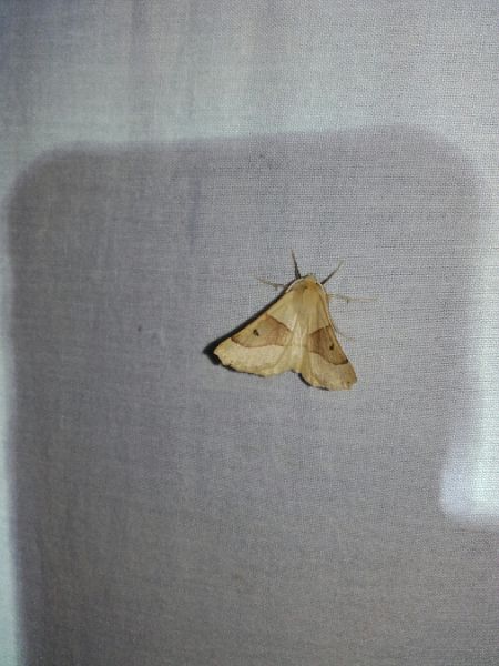 Crocallis elinguaria  - Sylvain Lethuillier