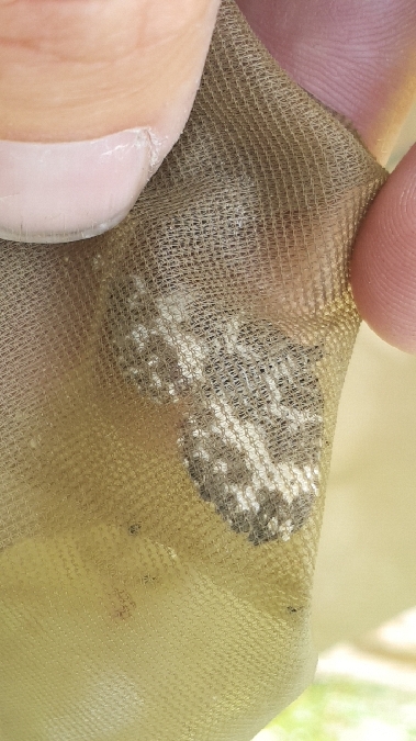 Rheumaptera hastata  - Melchior Viallet