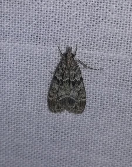Eudonia mercurella  - Thomas Lux