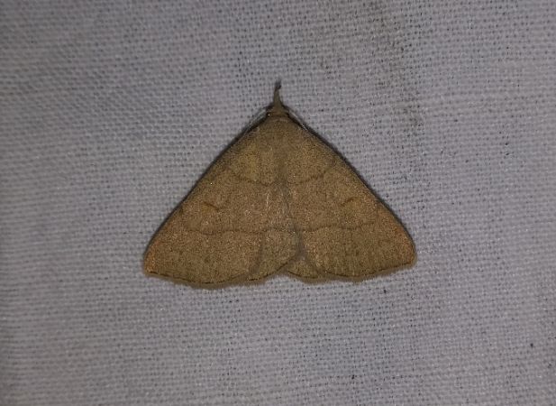 Paracolax tristalis  - Thomas Lux