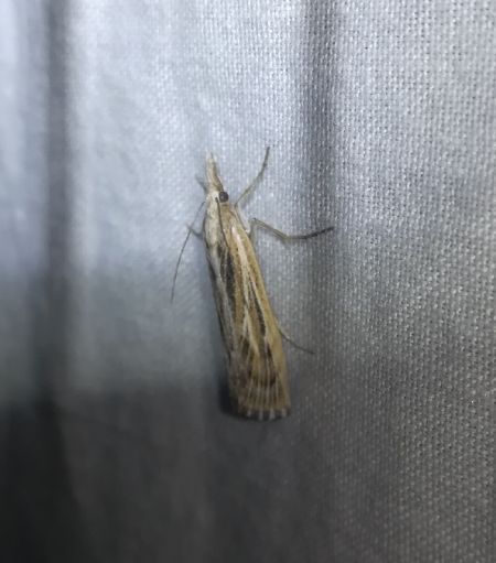 Pediasia fascelinella  - Thomas Lux
