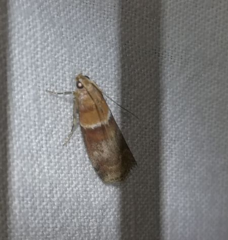 Acrobasis repandana  - Thomas Lux