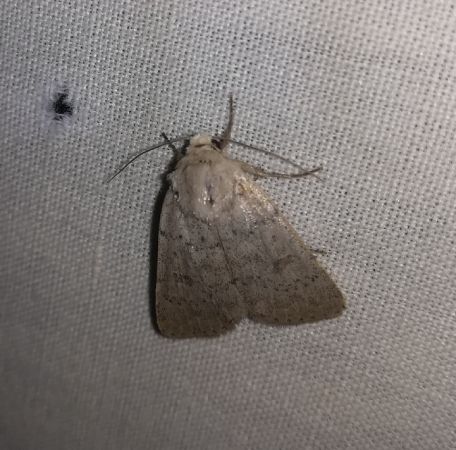 Hoplodrina respersa  - Thomas Lux