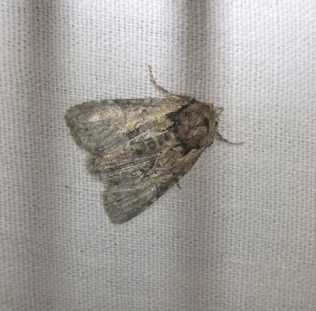 Pabulatrix pabulatricula  - Thomas Lux