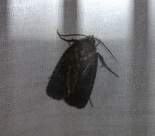 Rusina ferruginea  - Thomas Lux