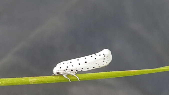 Yponomeuta cagnagella  - Melchior Viallet