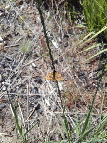 Lythria cruentaria  - Sylvain Lethuillier