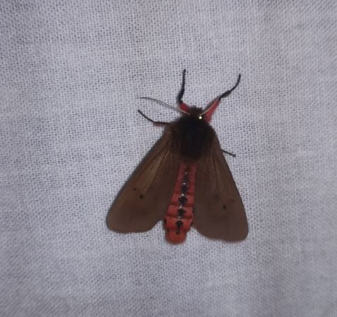 Phragmatobia fuliginosa  - Thomas Lux