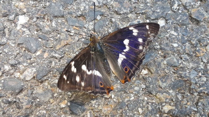 Grand Mars changeant  - Melchior Viallet