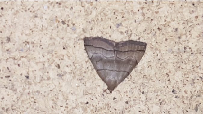 Herminia tarsicrinalis  - Melchior Viallet