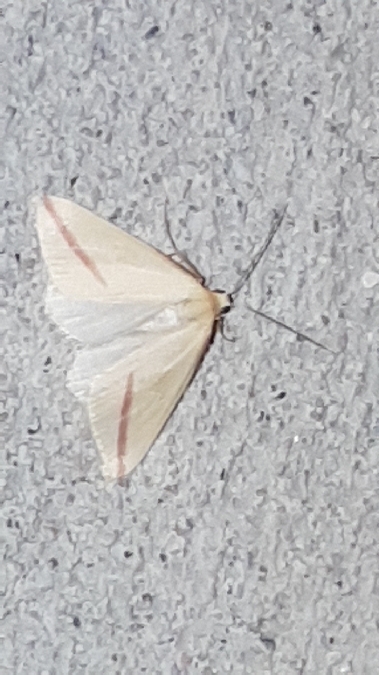 Rhodometra sacraria  - Melchior Viallet