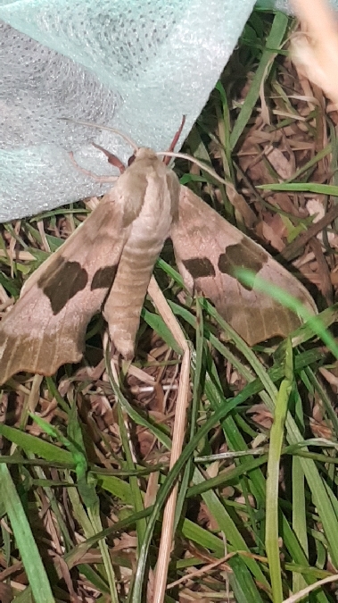 Sphinx du tilleul  - Melchior Viallet