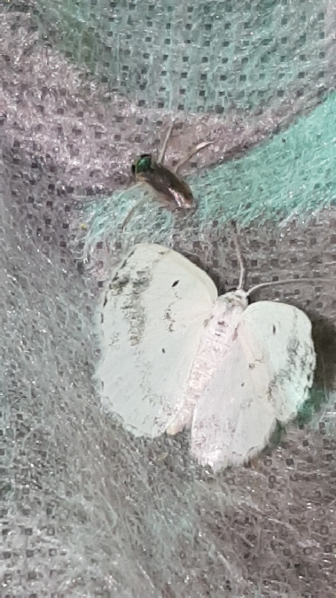 Lomographa temerata  - Melchior Viallet