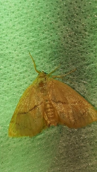 Tortue  - Melchior Viallet