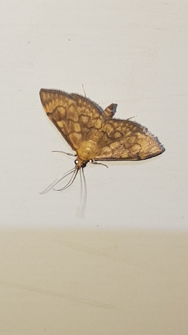 Anania verbascalis  - Melchior Viallet