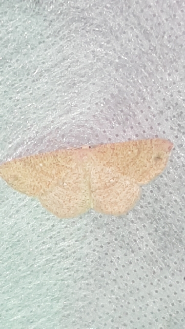 Cyclophora ruficiliaria  - Melchior Viallet
