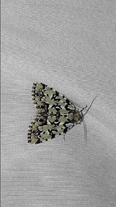 Moma alpium  - Melchior Viallet