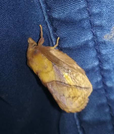 Buveuse (Bombyx buveur)  - Thomas Lux