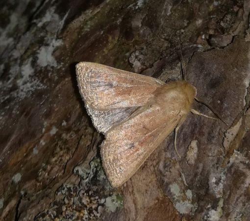 Mythimna ferrago  - Thomas Lux