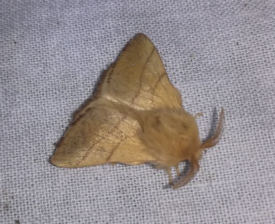Bombyx à livrée  - Thomas Lux