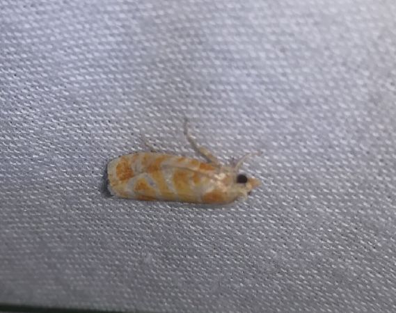 Rhyacionia pinicolana  - Thomas Lux