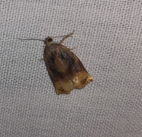 Archips podana  - Thomas Lux
