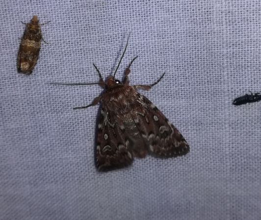 Lycophotia porphyrea  - Thomas Lux
