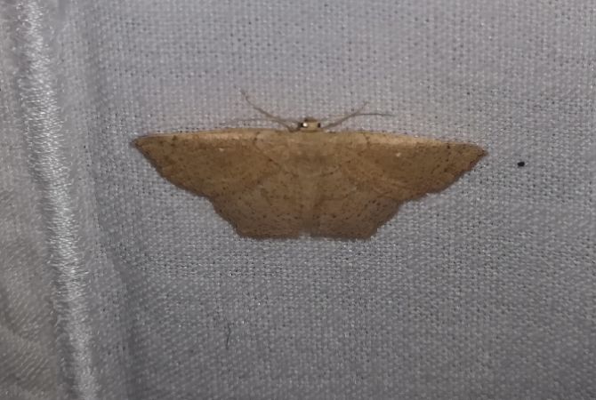 Cyclophora ruficiliaria  - Thomas Lux