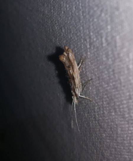Ypsolopha scabrella  - Thomas Lux