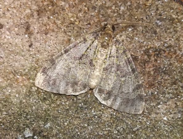 Hydriomena furcata  - Thomas Lux