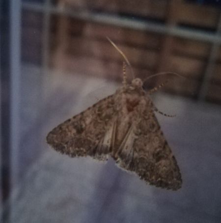 Anarta trifolii  - Thomas Lux