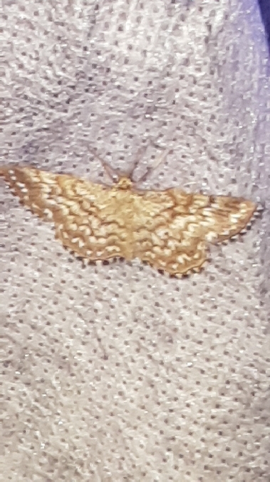 Scopula tessellaria  - Melchior Viallet