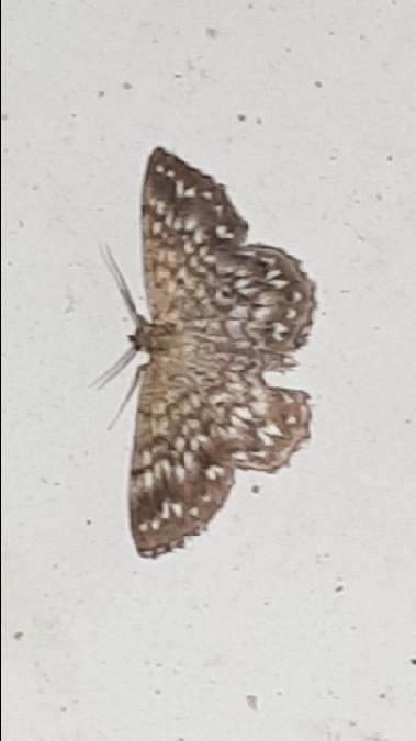 Scopula tessellaria  - Melchior Viallet