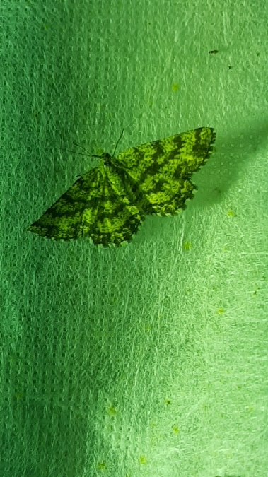 Ematurga atomaria  - Melchior Viallet