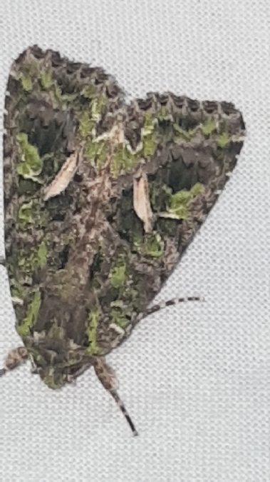 Trachea atriplicis  - Melchior Viallet