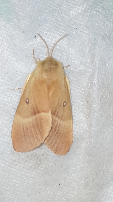 Bombyx du Chêne  - Melchior Viallet