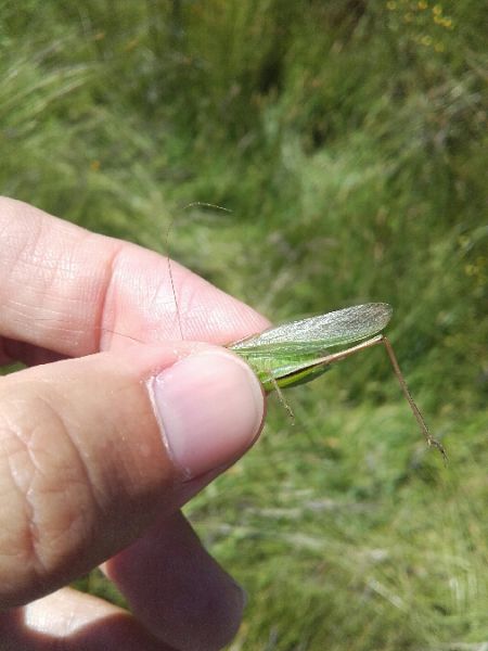 Decticelle bicolore  - Sylvain Lethuillier