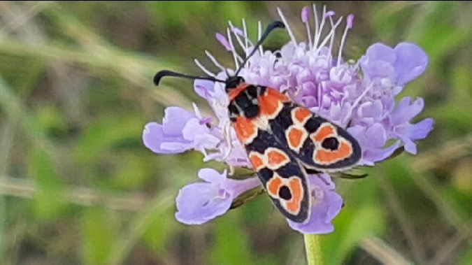 Zygène de la petite coronille  - Melchior Viallet