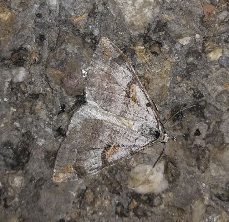 Aplocera praeformata  - Thomas Lux