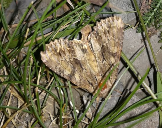 Apamea monoglypha  - Thomas Lux
