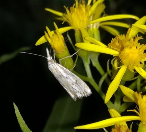 Catoptria falsella  - Thomas Lux