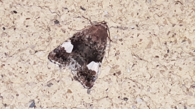 Noctuelle en deuil  - Melchior Viallet