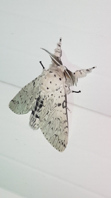 Hermine  - Melchior Viallet