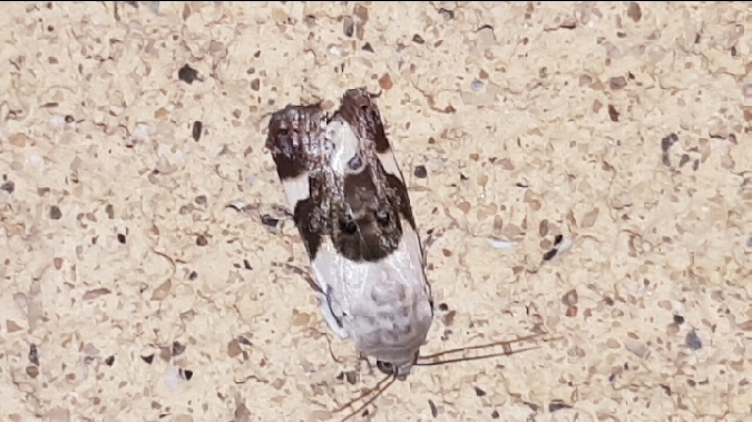 Collier blanc  - Melchior Viallet