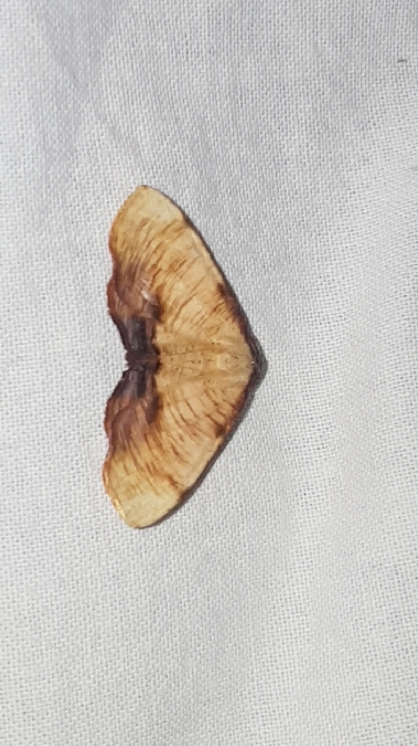 Plagodis dolabraria  - Melchior Viallet